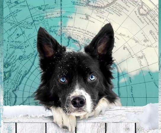 Хорошие собаки до Южного полюса не добираются