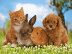 http://hd5wp.com/wp/1612/images_of_kittens_and_puppies.jpg